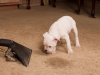 carpet_cleaning_service_dog